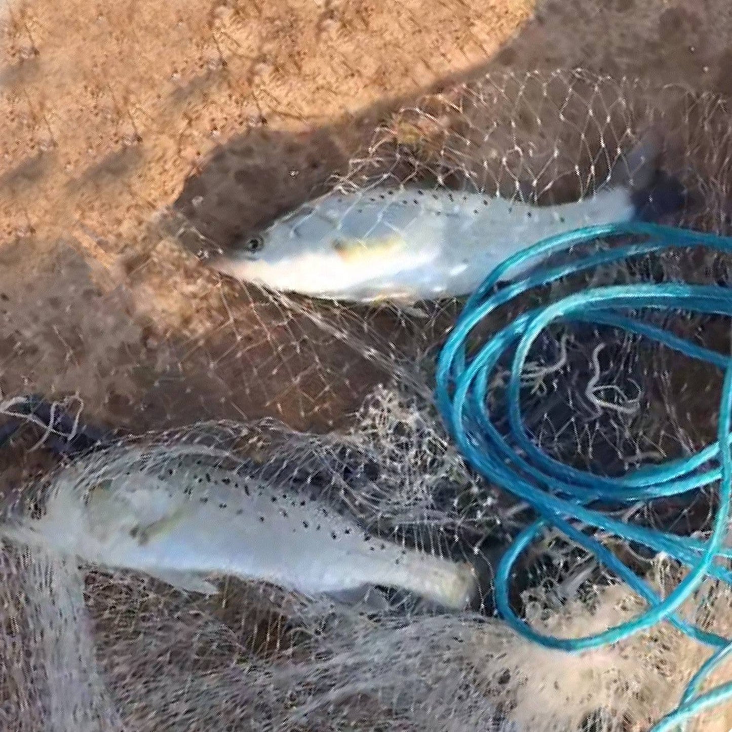 1Pc 2 Size Options 6FT 8FT Radius Fishing Cast Net Bait Trap Easy Throw Heavy Duty Hand Cast Net With Chain Sinker Bottom Spread
